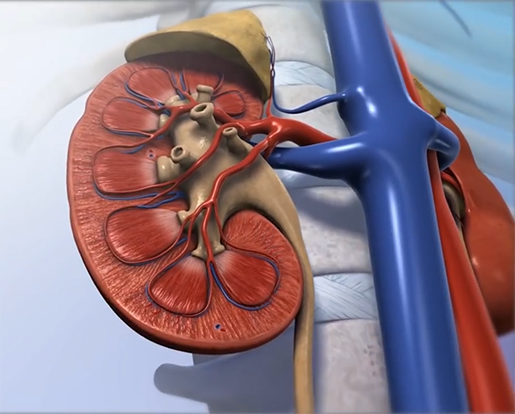 kidney